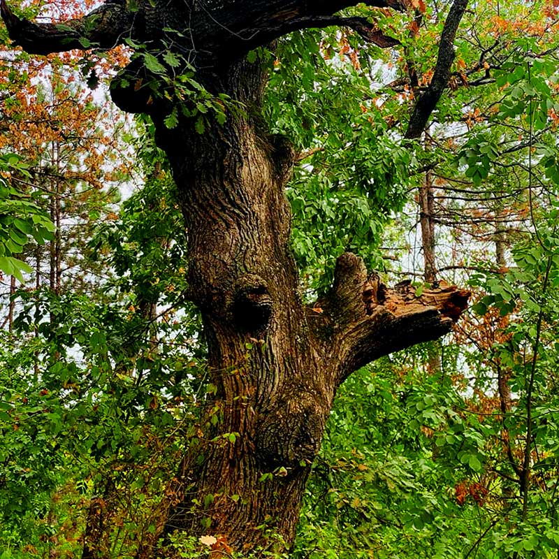 Aktivacija imuniteta i fitoncidi smeštaj Fruška gora vikend za dvoje u prirodi